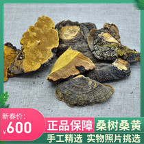  Authentic mulberry tree Mulberry yellow Pure wild mulberry tree mulberry yellow mulberry mulberry ear 600 yuan 500 grams