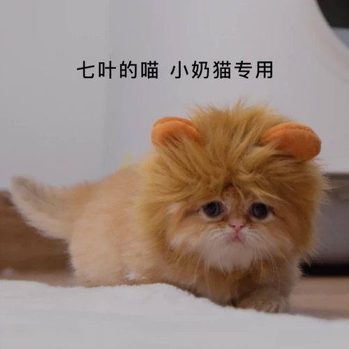 Шлем, милая шапка, кукла с аксессуарами, популярно в интернете, кот, лев