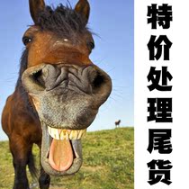Equestrian supplies harness series saddle Knight equipment handling tail cargo cut water cage saddle saddle belly belt
