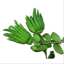 Bergamot fresh fresh raw material bergamot 3kg Citron hydroponic fresh fruit five finger orange decoration for Buddha