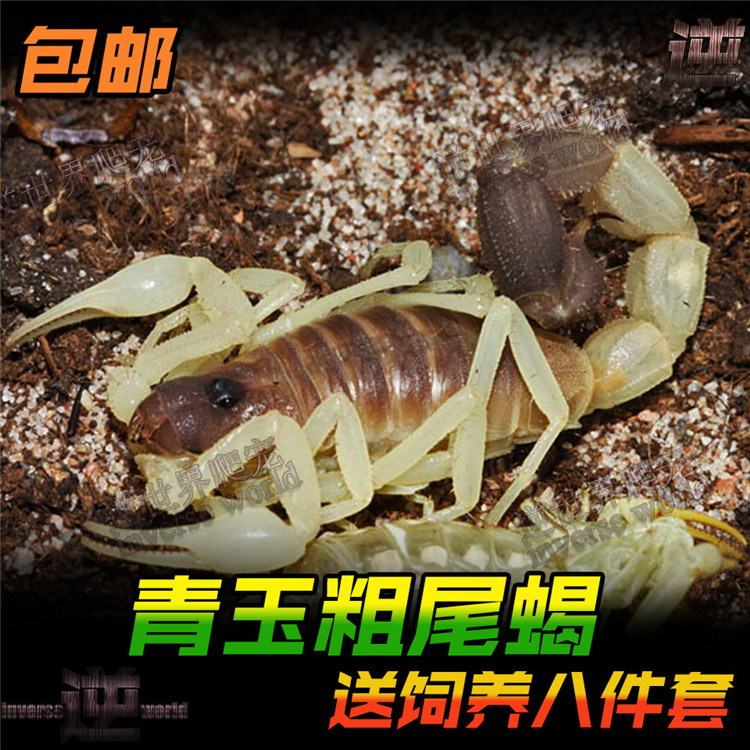 Jade rough-tailed scorpion Pet scorpion live black thick black fat desert scorpion package live delivery package