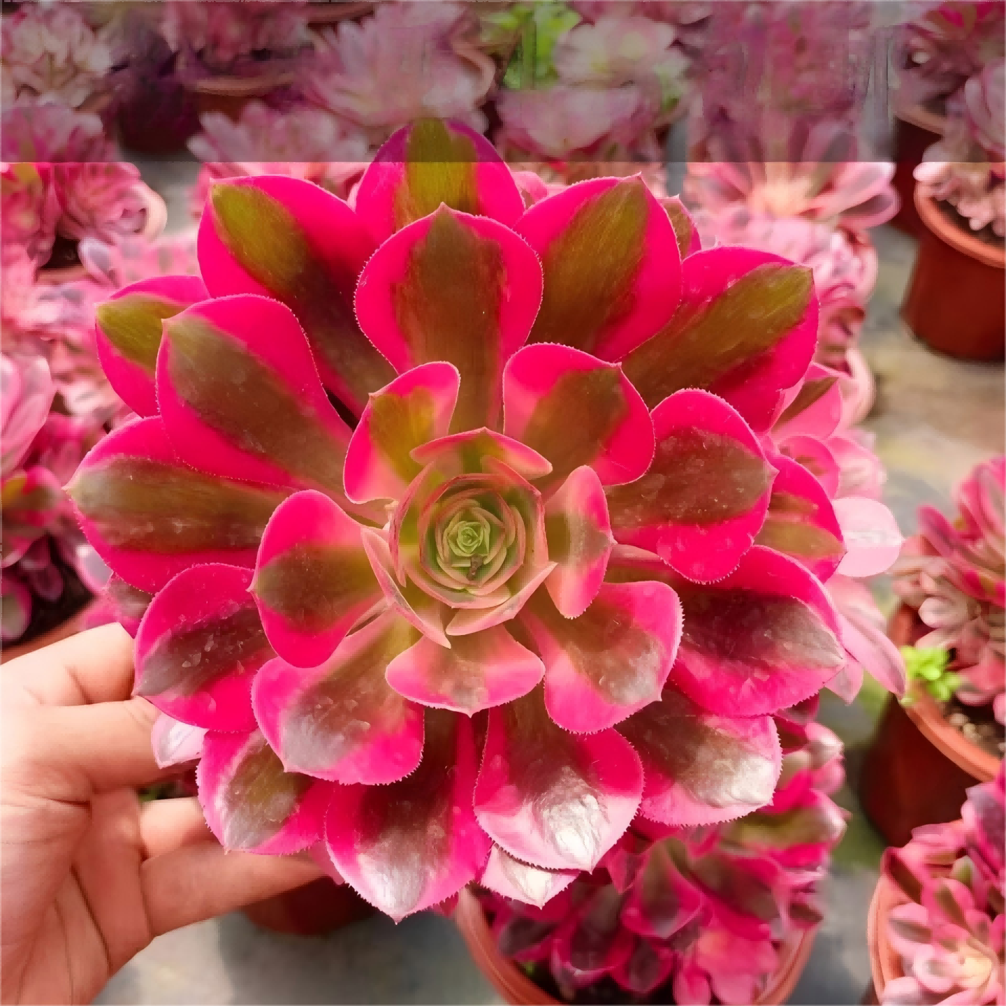 法师多肉植物精选和法师多肉植物品牌价格与图片-淘宝商品网