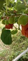 White Dragon Lake kiwi Kiwifruit is now picked and sent to take good care of the big fruit extra big fruit in August 2 pounds of packaging