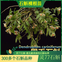 Dendrobium black hairy seedlings winged calyx orange perfume 500 grams a catty