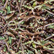 Tea stems to formaldehyde tea branches to taste tea roots bulk absorption of formaldehyde household tea rod iron Guanyin tea stalk deodorization