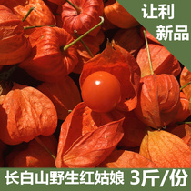 Changbai Mountain red mushroom mother hanging gold lantern bitter girl fruit brocade lantern grass Red Girl physalis 1 part 3kg Express