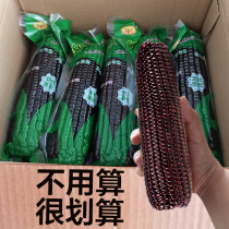 Black corn 10 freshly picked Shanxi Xinzhou black glutinous corn cob purple sticky stick vacuum corn packaging FCL