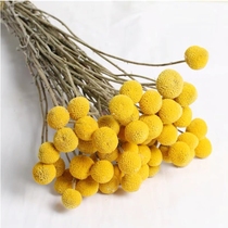 Yunnan natural air-dried gold ball dried flower real flower art flower arrangement decoration home display immortal flower photography props