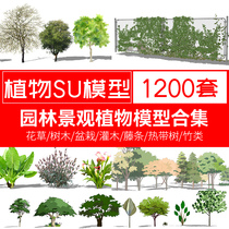 Grass map master model SU garden landscape plants flowers trees trees flowers potted sketchup material Library
