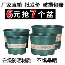 Plastic flower pot factory direct gallon flower pot green dill season fleshy large diameter clearance special gallon pot