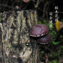 Wild basswood mushroom dried goods 250g Wild Mushroom Mushroom Mushroom mushroom fungus