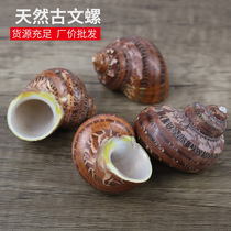 Natural conch shell ancient snail scallop scallop fish hermit crab special shell fish tank aquarium decoration one catty