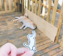 what cccat what cat original sticker profiled interesting hand ledger computer decorate mobile phone shell diy adhesive