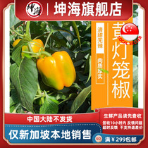 (YummyHunter-Yellow Bell Pepper)Fresh bell pepper 1kg Singapore local delivery