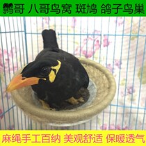 Birds nest Birds nest Starling Birds nest Birds nest Wren Birds nest Birds nest Turtledove Birds nest Wax-billed birds nest Pigeons nest