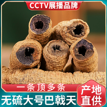Morinda officinalis Chinese medicinal material wild Super 250g with Cynomorium sinensis slices Eucommia male wine Tea