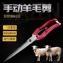 Cutting the wool of his sheep scissors manual hand spring large household scissors hair cut dog hair tools xiu mao shear