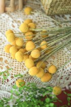 Bedroom home decoration shooting props ornaments dry flower golden ball dried flower golden ball dried flower Golden Hammer flower dry flower single branch decoration