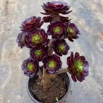 多肉植物 淘宝 法师多肉植物老桩-法师多肉植物老桩促销价格、法师多肉植物老桩品牌- ❤️小葉香炉皿法師缀化❤️23cm!拔き苗！3年生老桩 アエオニウム フラワー・ガーデニング