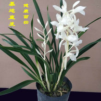 The full-language fairy is worth collecting four seasonal orchids. The number of new stores is not large.