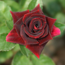 New shrub rose Black Lady Black Sparrow Eagle big flower rose Rose