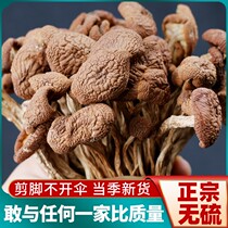 Dried tea tree mushroom dry goods 500g flagship store fresh fungus shiitake mushroom non-gift box commercial wholesale wild first-class premium