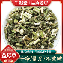  Chinese Herbal Materia Medica Motherwort 500g Freshly prepared non-wild Camellia tea Dried Motherwort tea Dried menstrual tea