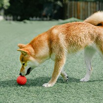 Dog Toy Elastic Ball Dog Grindling Toy Training Relieving and Interactive Toys Soft Gel Resistant