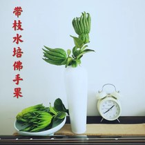 (Now picked and found) Jinhua bergamot fresh with branches of water culture fresh bergamot