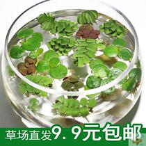 Decorative courtyard one-leaf lotus lazy small pot fish and shrimp viewing garden hydroponics fish tank flowers and plants simulation Ping