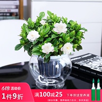 Glass hydroponic Gardenia potted plants indoor and outdoor Four Seasons flowering green plant Office Four Seasons good to raise flowers potted