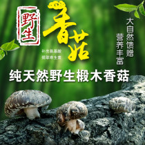 New goods Zhengzong Deep Mountain Picking of Thick Meat Wild Mushrooms Money Mushrooms Money Mushrooms Eating Mushrooms Pediatrics 500g