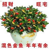 Small golden fish flower potted four seasons Suitable for domestic living room Fresh air plants balcony Flowers are easy to raise and live