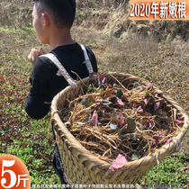  Send 5 kg of Guizhou Houttuynia Sichuan fold ear root farm self-planting festival root tender root can make tea cold salad ready-to-eat