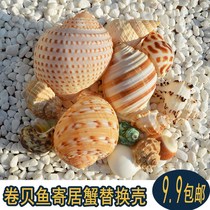 Natural conch shell scallop fish hermit crab spare replacement special shell fish tank landscaping ornaments aquarium decoration