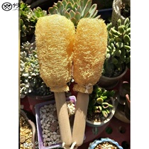 Natural loofah farm loofah brush pot wash dishes boil water drink bath rub bath bath exfoliate soap raise flower fertilizer