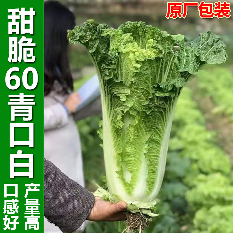 25年最新推荐:贵州甜脆青口白种子,四季可种的大白菜良种值得入手吗?-旅游-淘宝好物网