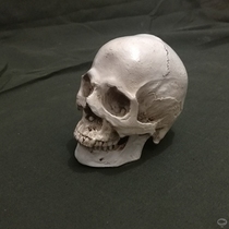 Skull small skull art teaching aids teaching sketching head skeleton skull anatomy simulation pocket skull model