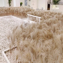 Natural Reed dried flower eternal bouquet window decoration ornaments Reed flower brush dust flower wheat ear dried flower wedding props