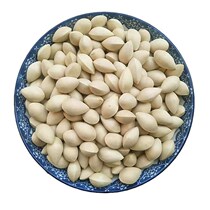 (2020 Fresh Big Ginkgo) Fresh Raw Ginkgo Ginkgo Ginkgo Ginkgo Ginkgo Ginkgo Ginkgo Ginkgo Ginkgo Ginkgo Ginkgo Ginkgo Ginkgo Ginkgo