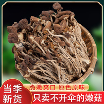 Tea tree mushroom dry goods special grade without opening umbrella 2022 fresh fungi farm dry goods 500g mushroom sulfur-free soup ingredients