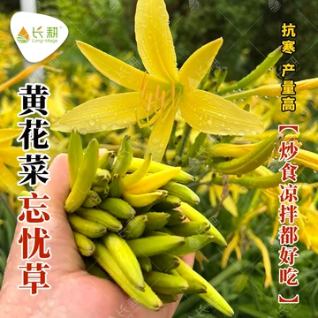 菜花黄名子 黄花菜种籽-黄花菜种籽促销价格、黄花菜种籽品牌- 淘宝