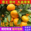Товары от 呆果丁旗舰店