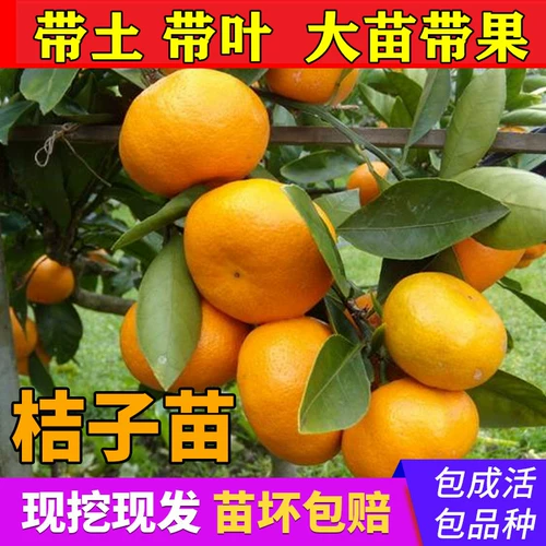 Саженцы плодов апельсина, сахарные кумкваты, уродливые апельсины, понканы Хуанъянь, саженцы медовых мандаринов Наньфэн, посадка в бассейн, приживаемость и результаты в текущем году