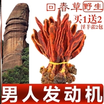 Echinoid grass rejuvenating grass wild evergreen grass Yunnan rejuvenating grass wild Chinese herbal medicine rejuvenating grass rejuvenating grass soaking water c