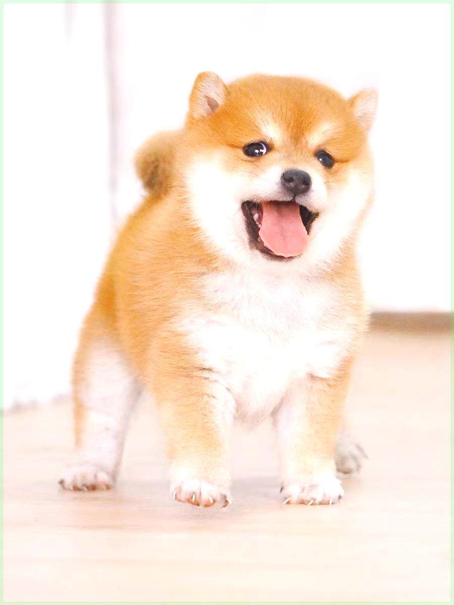 柴犬幼犬-柴犬幼犬促销价格、柴犬幼犬品牌- 淘宝