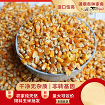 Yellow corn granules feed chicken duck goose pigeon pig horse and rabbit animal feed pet food fishing