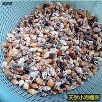 1200 natural small conch childrens handmade diy bottle sea bottle shell painting material