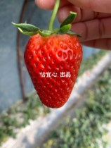 Unsweetened strawberry dry partial acid Yantai Zhang Ji cream strawberry snack Fruit Tea yogurt