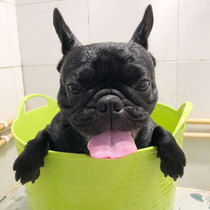  Teddy Fadou puppy small dog special medicine bath tub Bath tub Dog bath tub Pet bathtub empty bucket